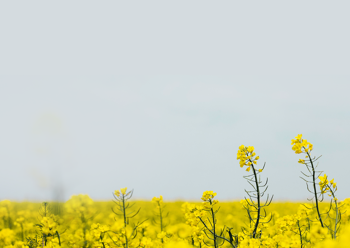 Source Story Background